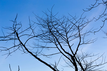 Silhouette branches