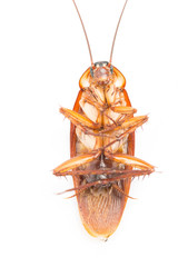 Macro Cockroaches dead dirty
