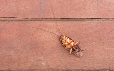 Cockroaches dead