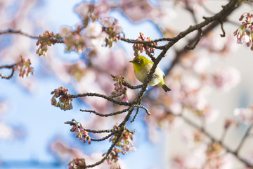 メジロ（あたみ桜）