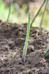 asparagus shoot growing in the garden