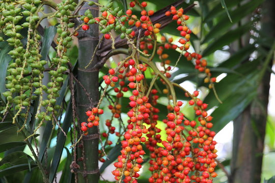 Palmenfr&uuml;chte gr&uuml;n und rot, Philippinen