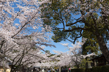 大覚寺