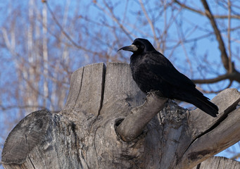 black crow sitting on tree stump
