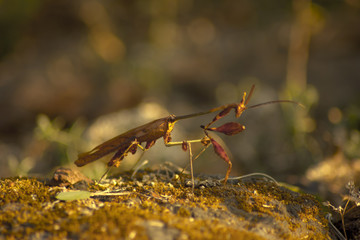 Mantis it look like dead leaf.