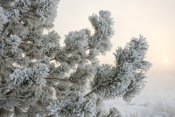 cold winter frost on the branches of trees