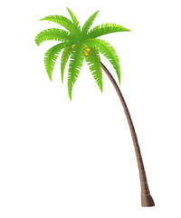 Coconut palm tree on white background, vector illustration