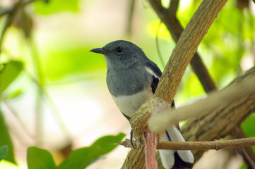 Oriental Magpie Robin
