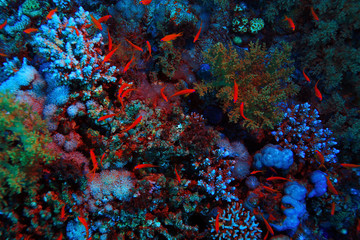 Fototapeta na wymiar coral reef underwater photo