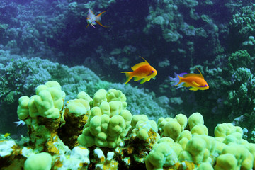 coral fish underwater background