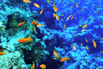 Plakat coral reef underwater photo