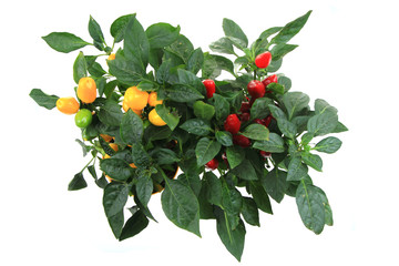fresh chilli plant