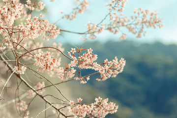 Wild Himalayan Cherry spring blossom