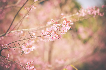 Wild Himalayan Cherry spring blossom