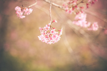 Wild Himalayan Cherry spring blossom