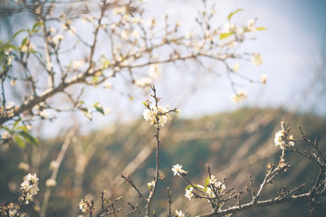 White Peach flower Blossom