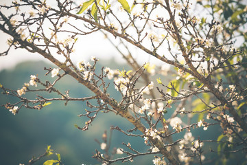 White Peach flower Blossom