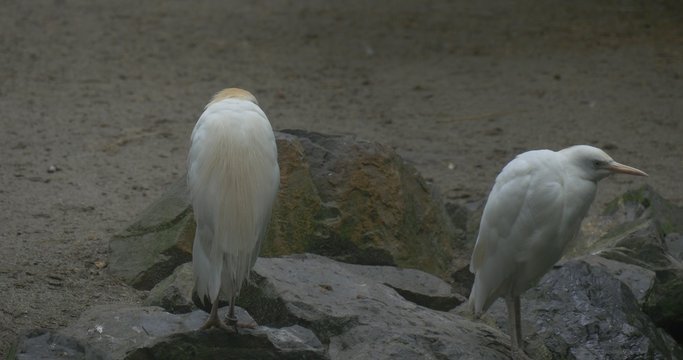 Two Cattle Egrets ,Bubulcus Ibis on Stones