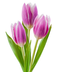 Isolated Tulip Flowers on White Background