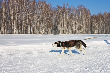 Husky dog in harness running through the snow