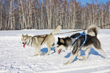 Husky dog in harness running through the snow