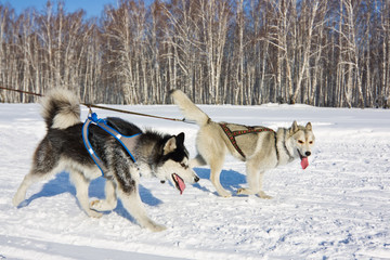 Plakat Husky dog in harness running through the snow