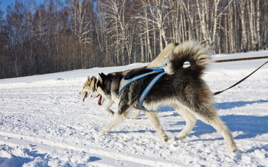 Husky dog in harness running through the snow