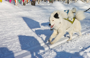The dog malamute sled run in the snow.