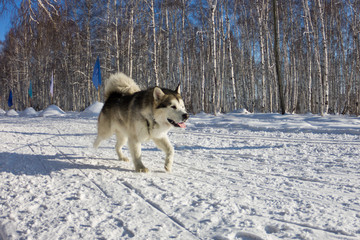 Fototapeta na wymiar Husky dog in harness running through the snow