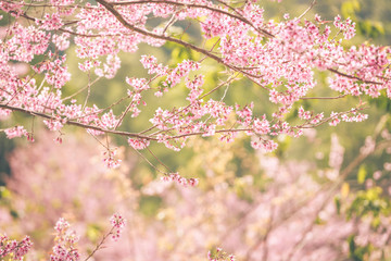 Wild Himalayan Cherry spring blossom