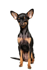 Beautiful toy terrier isolated on white background