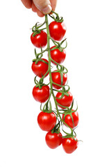 Ripe Fresh Cherry Tomatoes on Branch Isolated on White Background