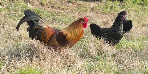 rooster and hen in the farm