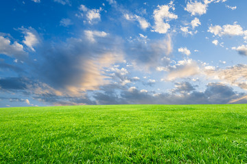Obraz na płótnie Canvas Field of green grass and blue sky