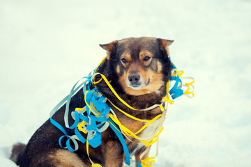 Dog entangled in colorful streamer on the snow