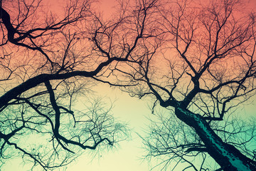 Obraz premium Trees silhouettes against gradient colored sky