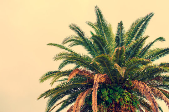Palm tree krone against beige background