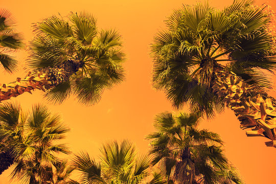 Vintage frame with tropic palm trees against sky at sunset light