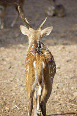 Huge White-tailed Buck