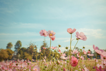 Cosmos flower blossom in garden
