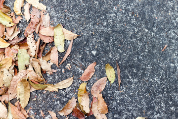 Dry brown the leaves on concrete