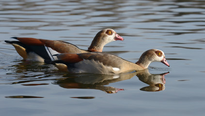 Egyptian Goose, Alopochen aegyptiaca