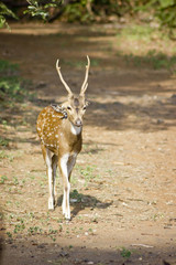 Huge White-tailed Buck