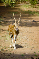 Obraz premium Huge White-tailed Buck