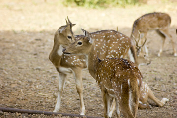 Huge White-tailed Buck
