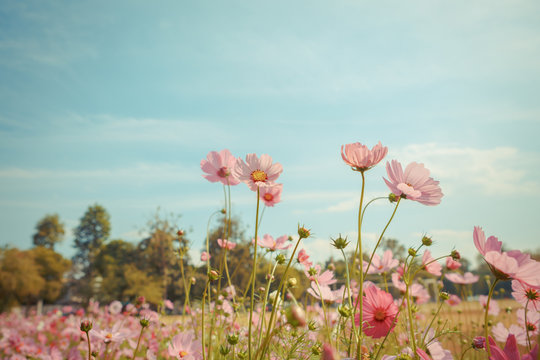 Cosmos flower blossom in garden