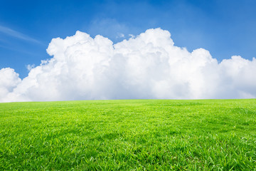 Obraz premium Field of green grass and blue sky
