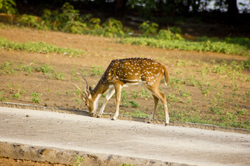 Huge White-tailed Buck