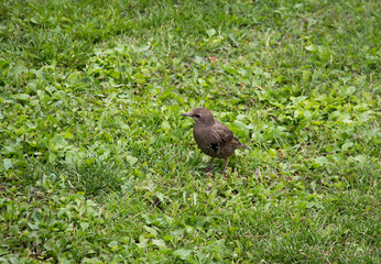catbird on green grass
