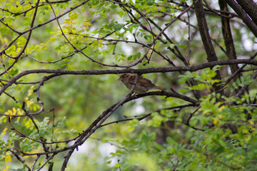 bird on branch